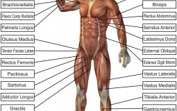 Body Parts