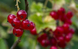 Berrys