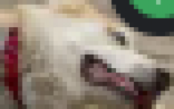 BATU