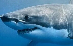 Shark and Ray tier list