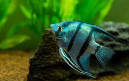 fishtubers