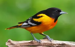 BIRDS