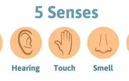 5 Senses