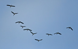 Birds