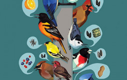 Best Bird Seeds