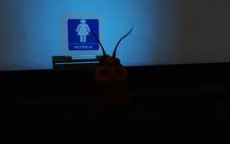 dsfd