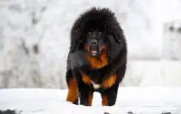 Dogo