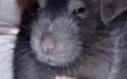 Rat Ronald Messiahs