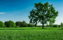 Random Trees
