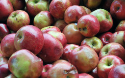 APPLEs from my town