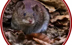Famous Rodents: A Definitive Ranking