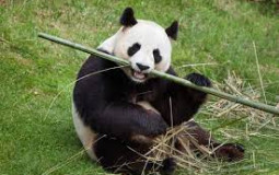 Favorite Animals