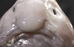 Skill