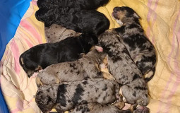 Pup Selection