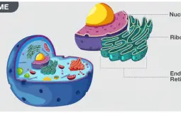 Organelle TierList