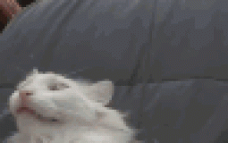 funnycats ranking