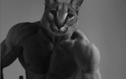 Funny Cats