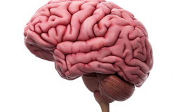 Cognitive Ontology