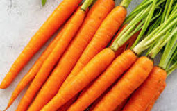 carrot