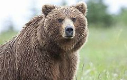 les animaux