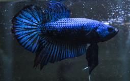 Betta Color Monetary Values | Halfmoon