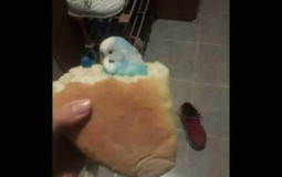 sınıfcansu