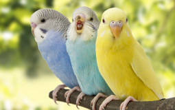 Birds