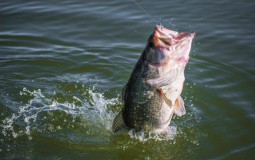 Spring Bass Lures