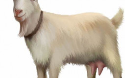 ###