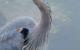 great blue discord channels