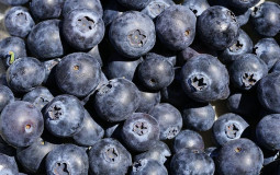 Berries readily available in Fennoscandia