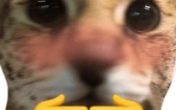 furry pp tier list
