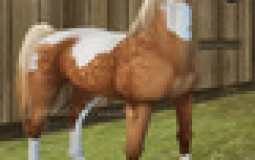 Kimi horses