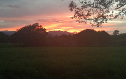 Panas