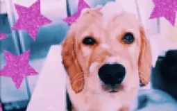 dogg