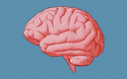 Organi