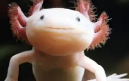 animals ultimate