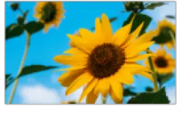 Flower teir list