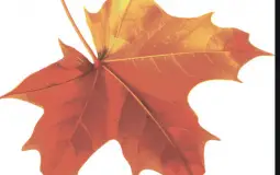 Leaf Catching Roster Ranking