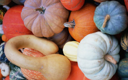 Gourd
