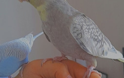 weothg