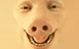 The Official Porklist