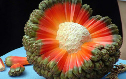 Earthen fruit who could be alien