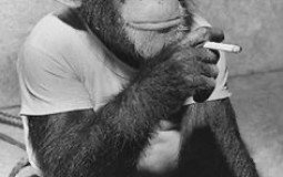 MonkeyTierList