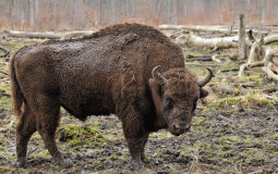 BisontesServer TierList