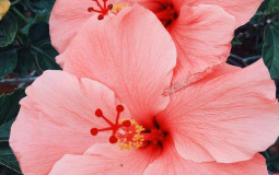 Flowers du serveur <3