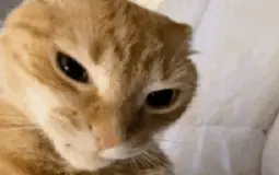 dfv
