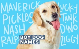 Male Dog Names
