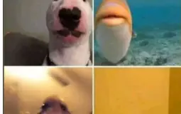 Ice_clover's ranking videos
