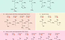 Amino Acids